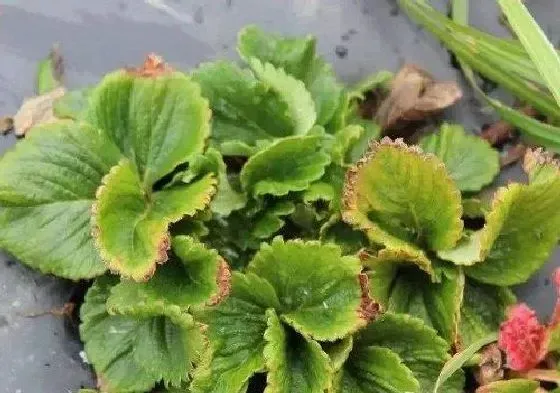 植物病害|草莓病毒病症状与防治方法
