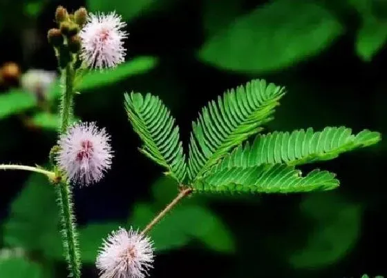 植物寓意|含羞草开花预示着什么意思