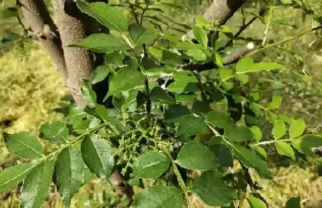 植物虫害|花椒树蚜虫很顽固用什么药能彻底清除（杀死蚜虫最好办法）