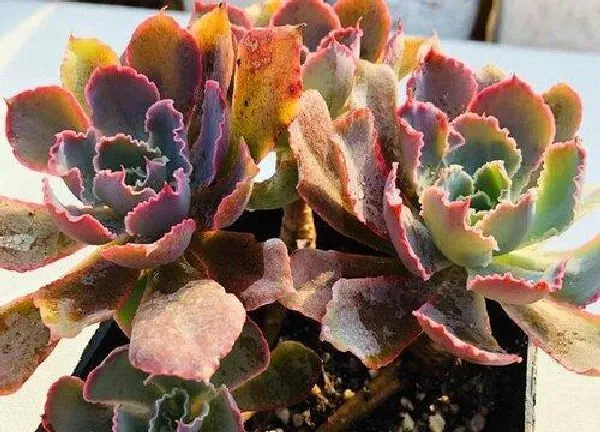 养殖科普|晚霞多肉好养吗 养殖方法和养护要点