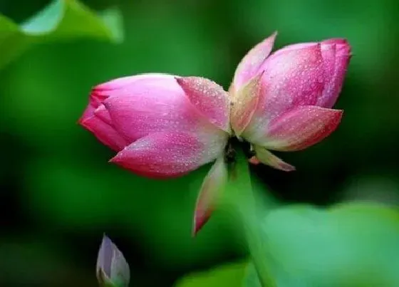 植物寓意|并蒂莲象征着什么意义