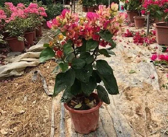 植物施肥|三角梅花肥用什么合适 肥料制作与使用方法