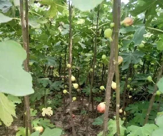 种植方法|无花果授粉时间与方式方法