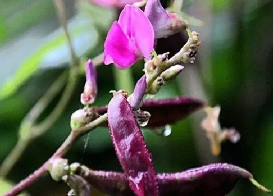 种植方法|红扁豆种植时间和方法