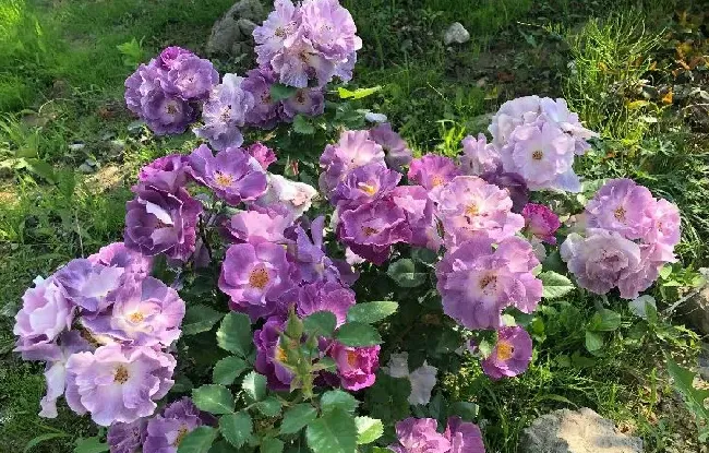 植物百科|蓝色梦想月季优缺点（灌木蓝色梦想花期长，在广东耐热）