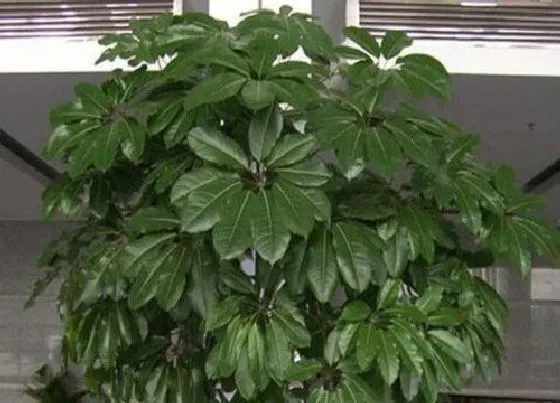 植物百科|和鸭掌木很像的植物