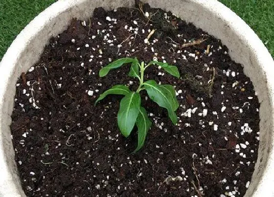 植物播种|长春花什么时候播种最好