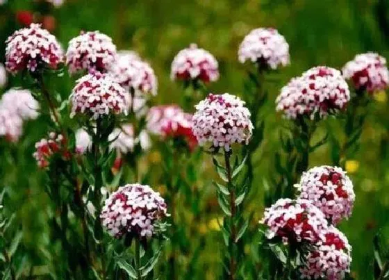开花时间|狼毒花什么时候开花 花长什么样子