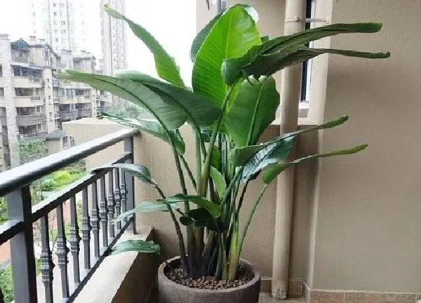 植物浇水|天堂鸟浇水要浇透吗 浇水的正确方法