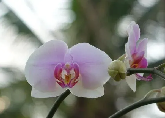 植物毒性|蝴蝶兰花香有毒吗