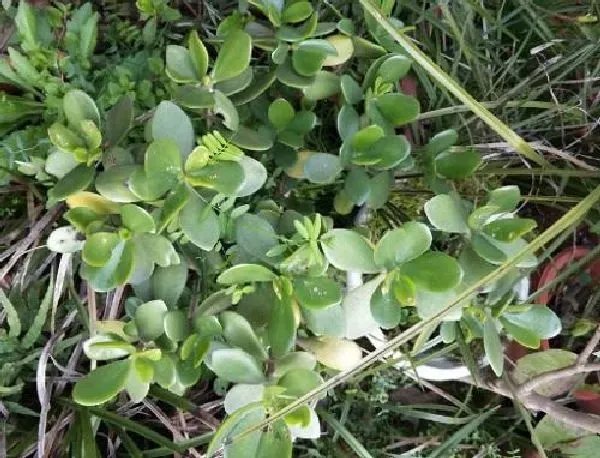 植物浇水|玉树浇什么水好 长得更旺盛