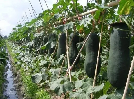 种植方法|冬瓜种植时间和方法 高产栽培技术与管理措施