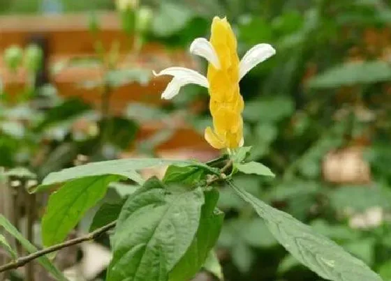 卷叶|金苞花叶子卷曲原因与处理方法