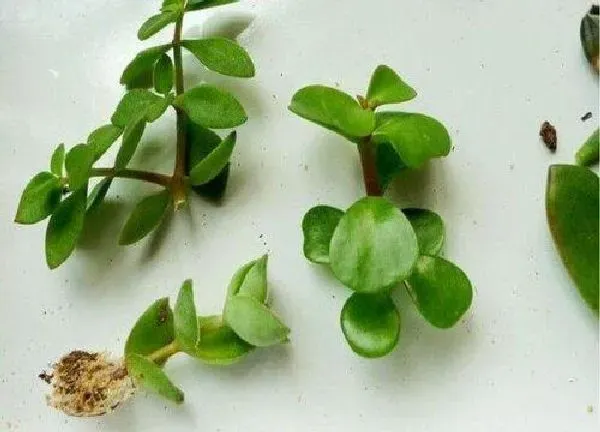 植物扦插|金枝玉叶插枝能活吗