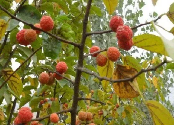 果实科普|野荔枝果实有毒吗