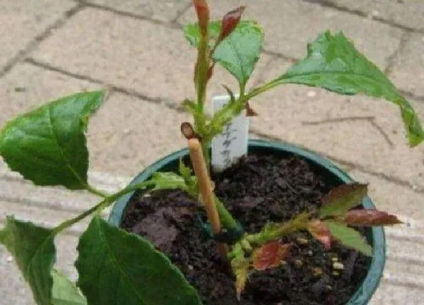 植物扦插|月季什么时候扦插最合适