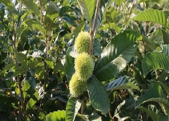植物产地|板栗哪里产的最好吃