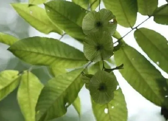 食用常识|青钱柳属于什么茶系列 青钱柳茶是什么茶作用是什么