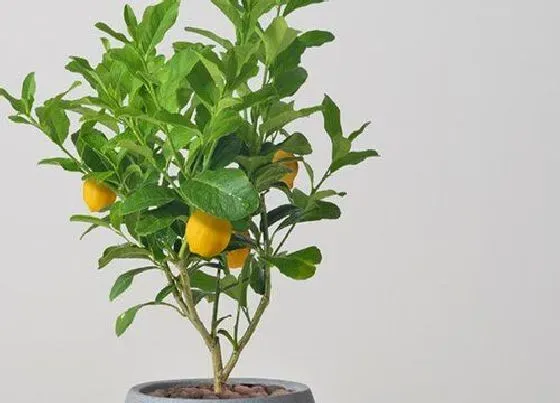 植物寓意|柠檬象征着什么意义
