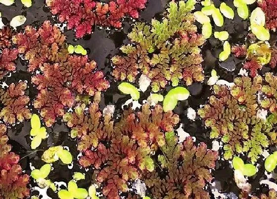 植物百科|满红红是什么植物 属于什么类别植物