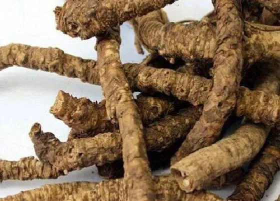 植物排行|黄连什么品种最好
