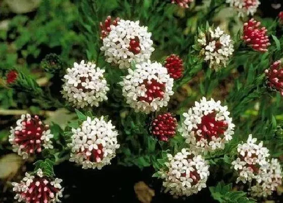 开花时间|狼毒花什么时候开花 花长什么样子
