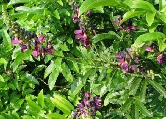 植物百科|鸡血藤是什么植物