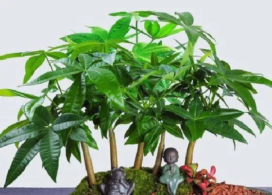 风水百科|办公室风水植物首选 办公室放什么绿植风水好容易活