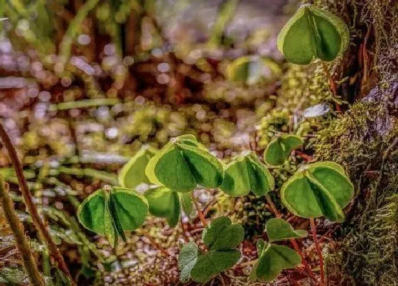 植物种类|四叶草是蕨类植物吗