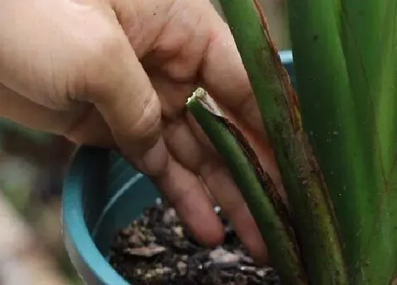 植物修剪|鹤望兰怎么修剪方法