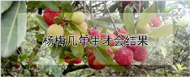 杨梅几年生才会结果 | 养殖技术