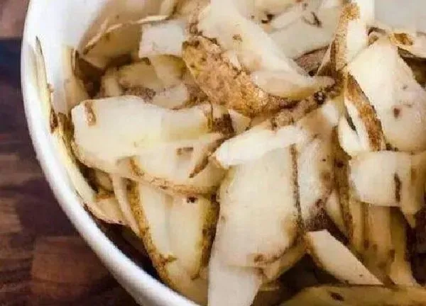 养殖方法|发芽的土豆怎么种盆栽