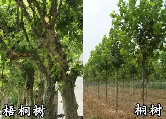 植物种类|梧桐树和桐树是一种树吗