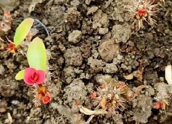 种植土壤|虎刺梅怎么配土