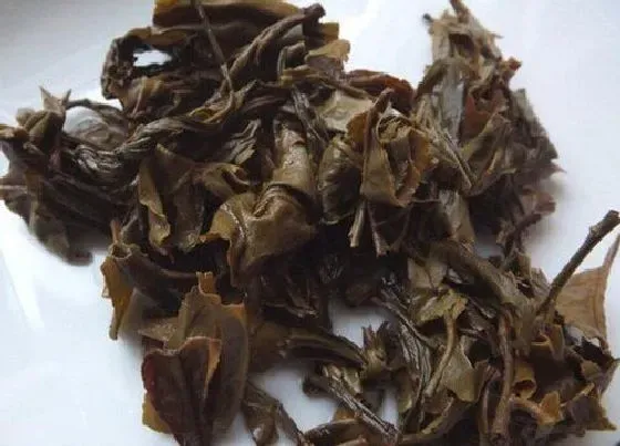 植物施肥|废茶叶可以做肥料吗