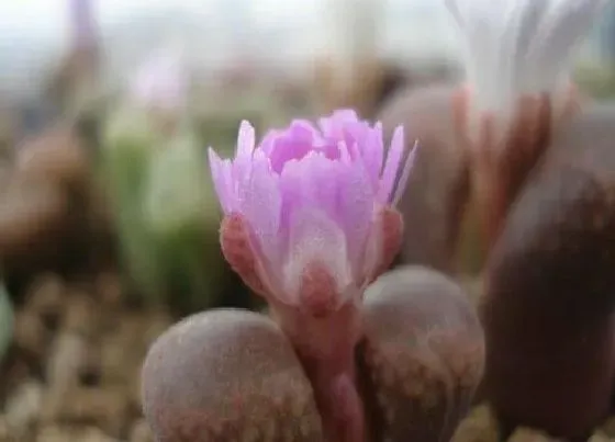 种植土壤|风铃玉配土方法与种植土壤