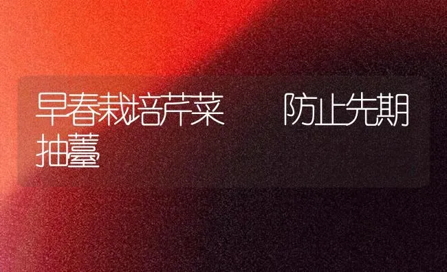 早春栽培芹菜  防止先期抽薹 | 蔬菜种植