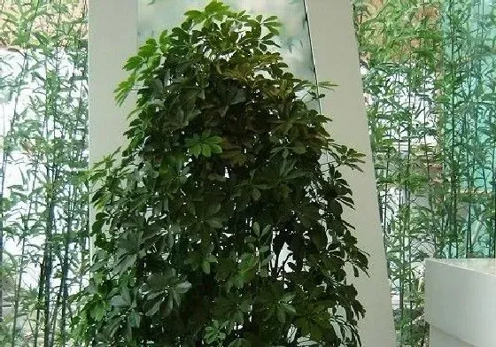 冬天植物|鸭掌木怕冷吗 冬天怕不怕冻
