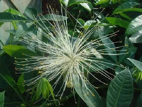 植物百科|发财树会开花吗 开花的颜色与样子