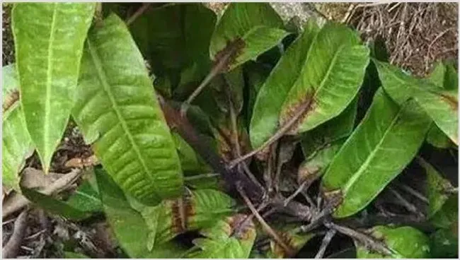 芒果冬季旺长怎么办？怎么去控制 | 种植资料