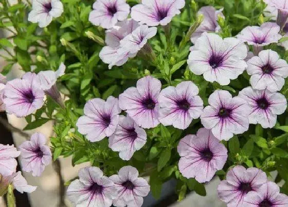 种植百科|矮牵牛种植多久开花 播种到开花要多长时间