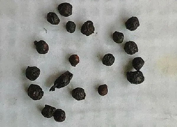 养殖方法|木耳菜可以水培吗 水培养殖方法