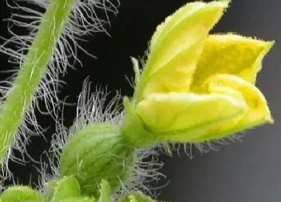 植物百科|西瓜会开花吗 在什么季节会开花