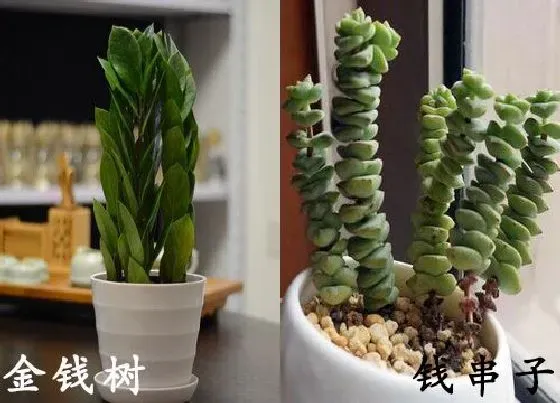 植物种类|金钱树和钱串子是一种花吗