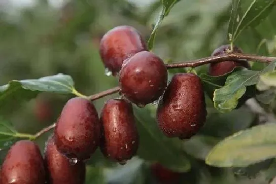 果实科普|枣树几月开花结果 什么时候开花结果