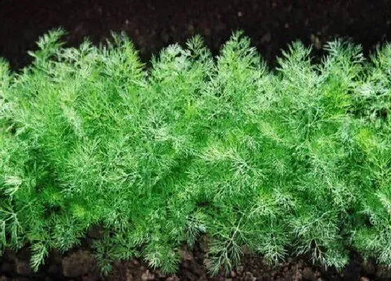 食用须知|茴香开花了还能吃吗