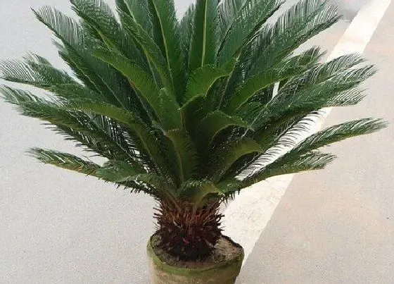 风水百科|办公室风水植物首选 办公室放什么绿植风水好容易活