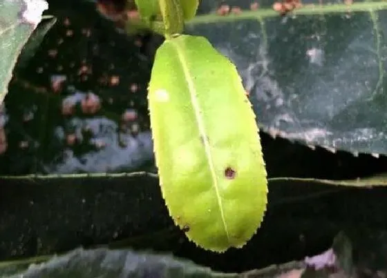 植物病害|茶树炭疽病的发病原因及治疗方法