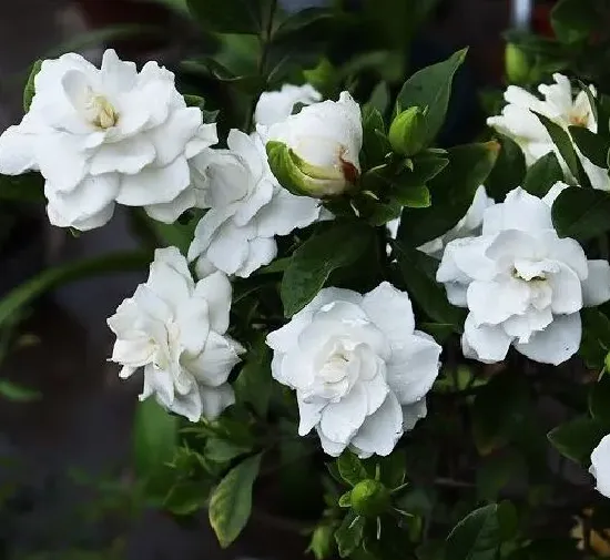 植物修剪|栀子花怎么剪枝 修剪方法及图解