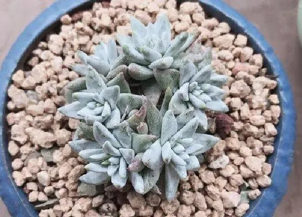 养殖科普|多肉白菊怎么养出状态